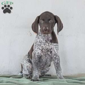 Casper, German Shorthaired Pointer Puppy