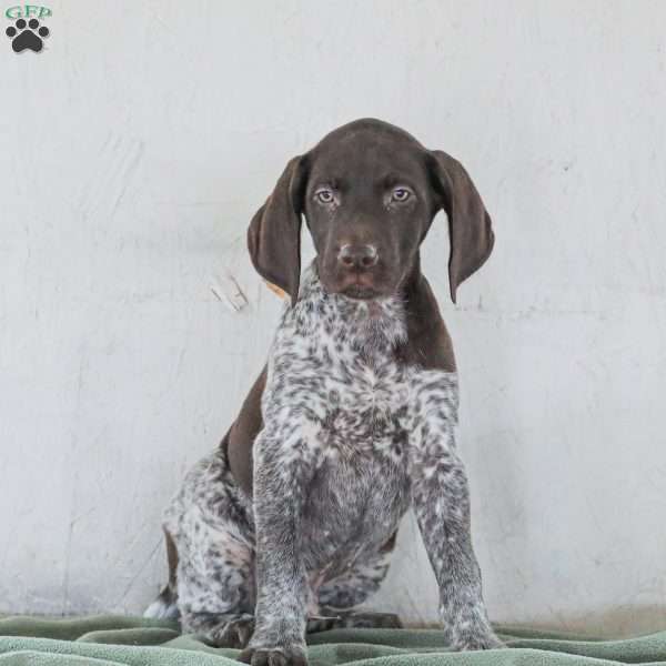 Casper, German Shorthaired Pointer Puppy