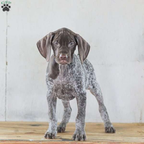 Clayton, German Shorthaired Pointer Puppy
