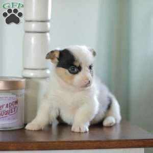 Callie, Pembroke Welsh Corgi Puppy