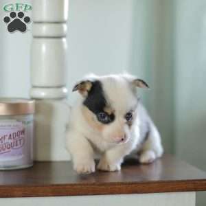 Callie, Pembroke Welsh Corgi Puppy