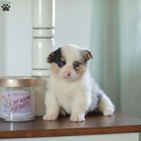 Callie, Pembroke Welsh Corgi Puppy