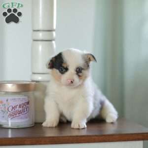 Callie, Pembroke Welsh Corgi Puppy