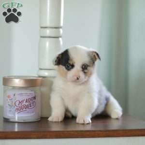 Callie, Pembroke Welsh Corgi Puppy
