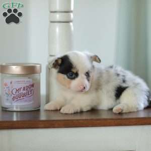 Callie, Pembroke Welsh Corgi Puppy