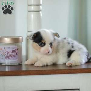 Callie, Pembroke Welsh Corgi Puppy