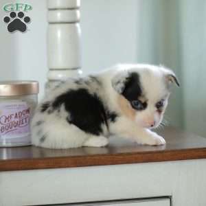Callie, Pembroke Welsh Corgi Puppy