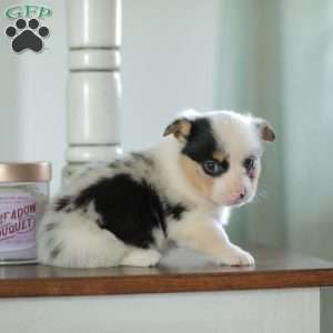 Callie, Pembroke Welsh Corgi Puppy