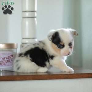 Callie, Pembroke Welsh Corgi Puppy