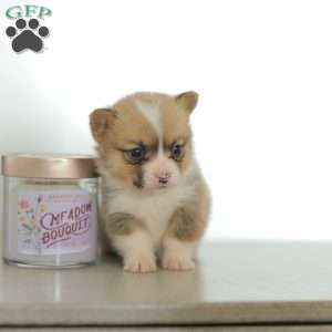 Casey, Pembroke Welsh Corgi Puppy