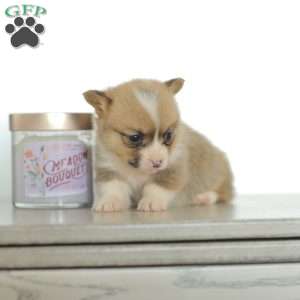 Casey, Pembroke Welsh Corgi Puppy