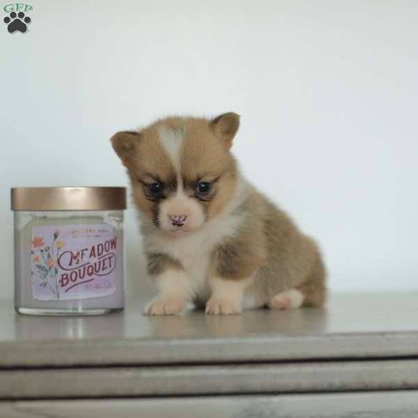Casey, Pembroke Welsh Corgi Puppy