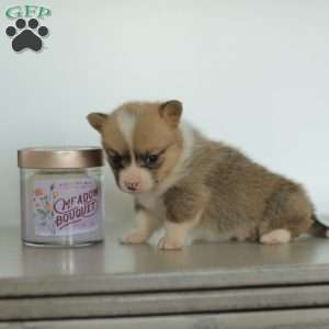 Casey, Pembroke Welsh Corgi Puppy