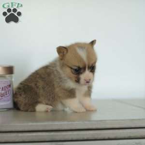Casey, Pembroke Welsh Corgi Puppy