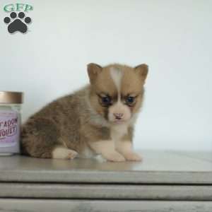 Casey, Pembroke Welsh Corgi Puppy