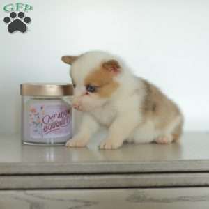 Carter, Pembroke Welsh Corgi Puppy