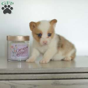 Carter, Pembroke Welsh Corgi Puppy