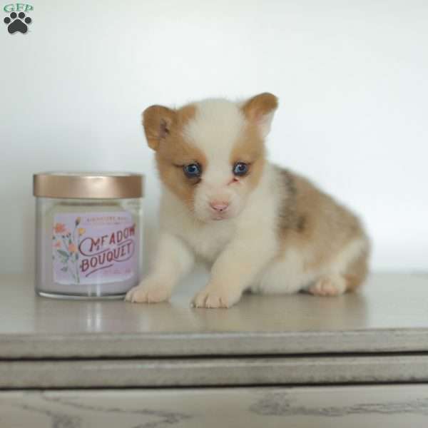 Carter, Pembroke Welsh Corgi Puppy