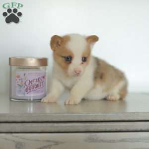 Carter, Pembroke Welsh Corgi Puppy