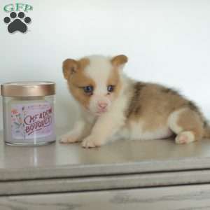 Carter, Pembroke Welsh Corgi Puppy
