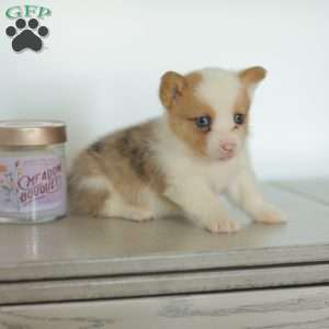 Carter, Pembroke Welsh Corgi Puppy