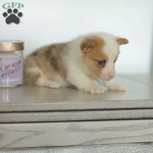 Carter, Pembroke Welsh Corgi Puppy
