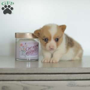 Captain, Pembroke Welsh Corgi Puppy