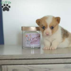 Captain, Pembroke Welsh Corgi Puppy
