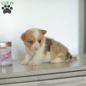 Captain, Pembroke Welsh Corgi Puppy