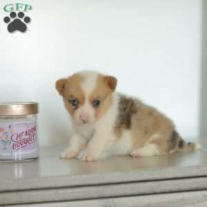 Captain, Pembroke Welsh Corgi Puppy