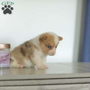 Captain, Pembroke Welsh Corgi Puppy