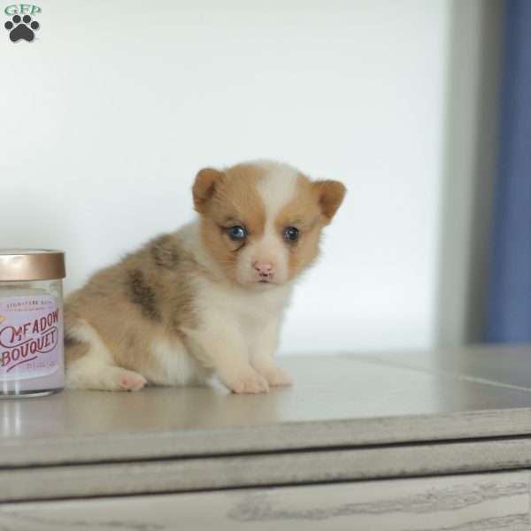 Captain, Pembroke Welsh Corgi Puppy