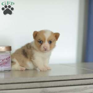 Captain, Pembroke Welsh Corgi Puppy