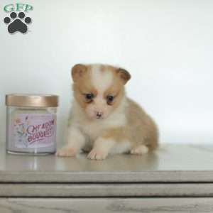 Carla, Pembroke Welsh Corgi Puppy