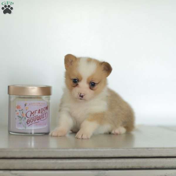 Carla, Pembroke Welsh Corgi Puppy