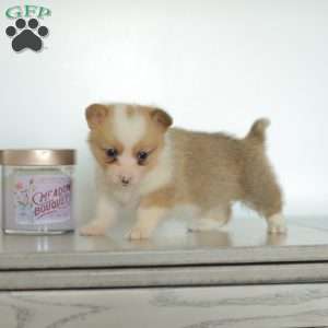Carla, Pembroke Welsh Corgi Puppy