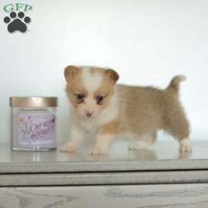 Carla, Pembroke Welsh Corgi Puppy