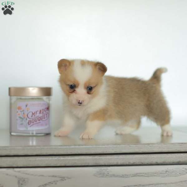 Carla, Pembroke Welsh Corgi Puppy