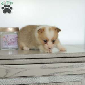 Carla, Pembroke Welsh Corgi Puppy
