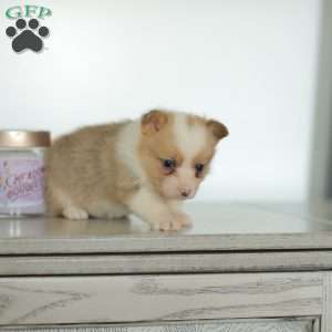 Carla, Pembroke Welsh Corgi Puppy