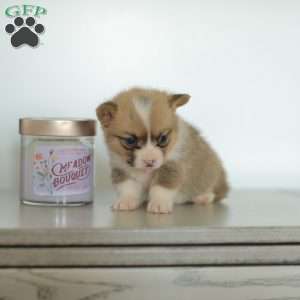 Carmen, Pembroke Welsh Corgi Puppy
