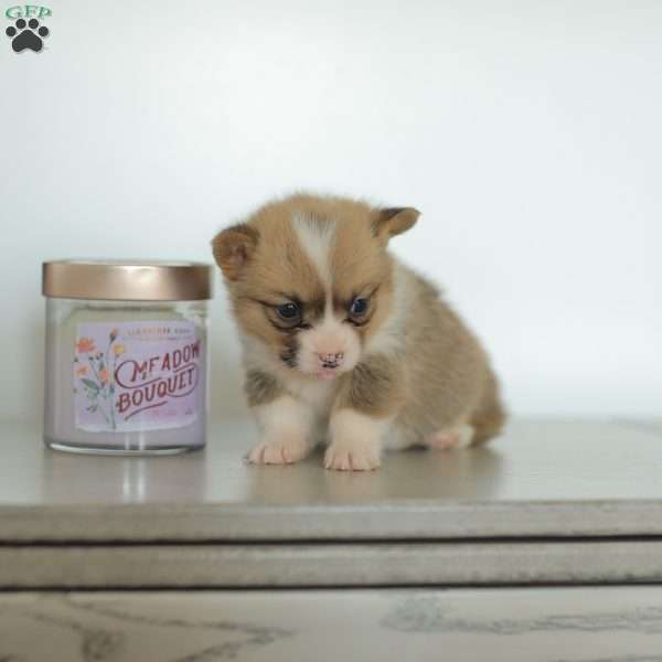 Carmen, Pembroke Welsh Corgi Puppy