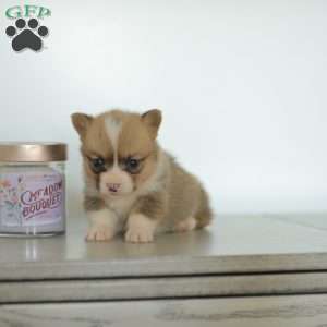 Carmen, Pembroke Welsh Corgi Puppy