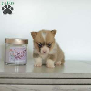 Carmen, Pembroke Welsh Corgi Puppy