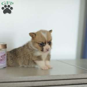 Carmen, Pembroke Welsh Corgi Puppy