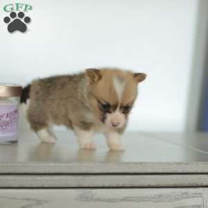 Carmen, Pembroke Welsh Corgi Puppy