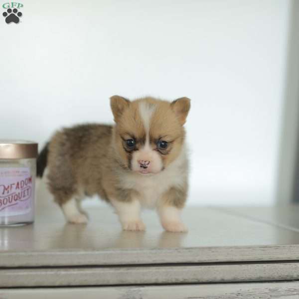 Carmen, Pembroke Welsh Corgi Puppy