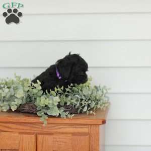 Mable, Teddy Bear Puppy