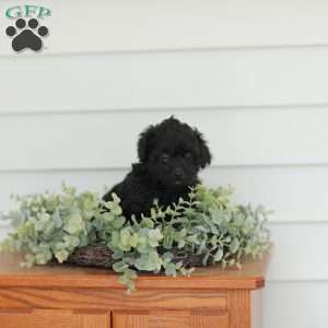 Mable, Teddy Bear Puppy