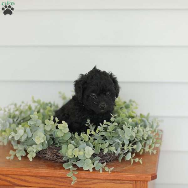 Mable, Teddy Bear Puppy